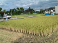 コンバイン収穫